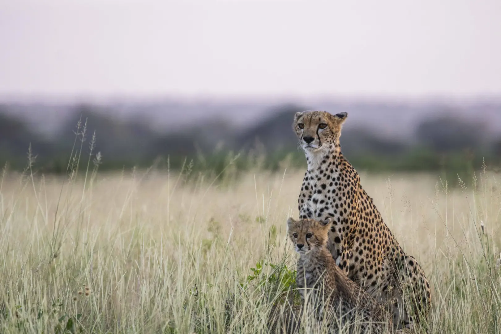 Leopard resting in tree Tanzania