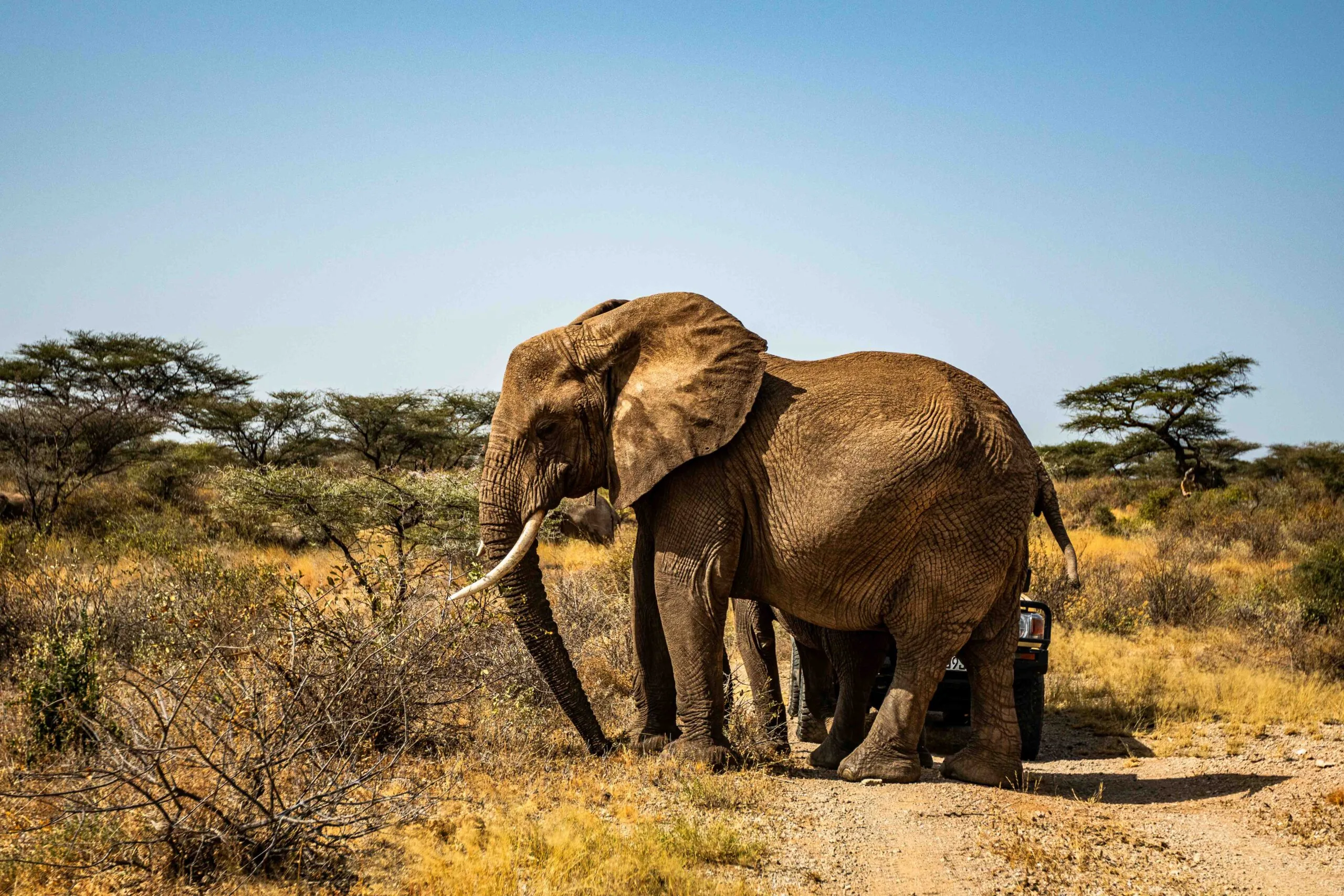 Elephant herd at Tarangire Tanzania