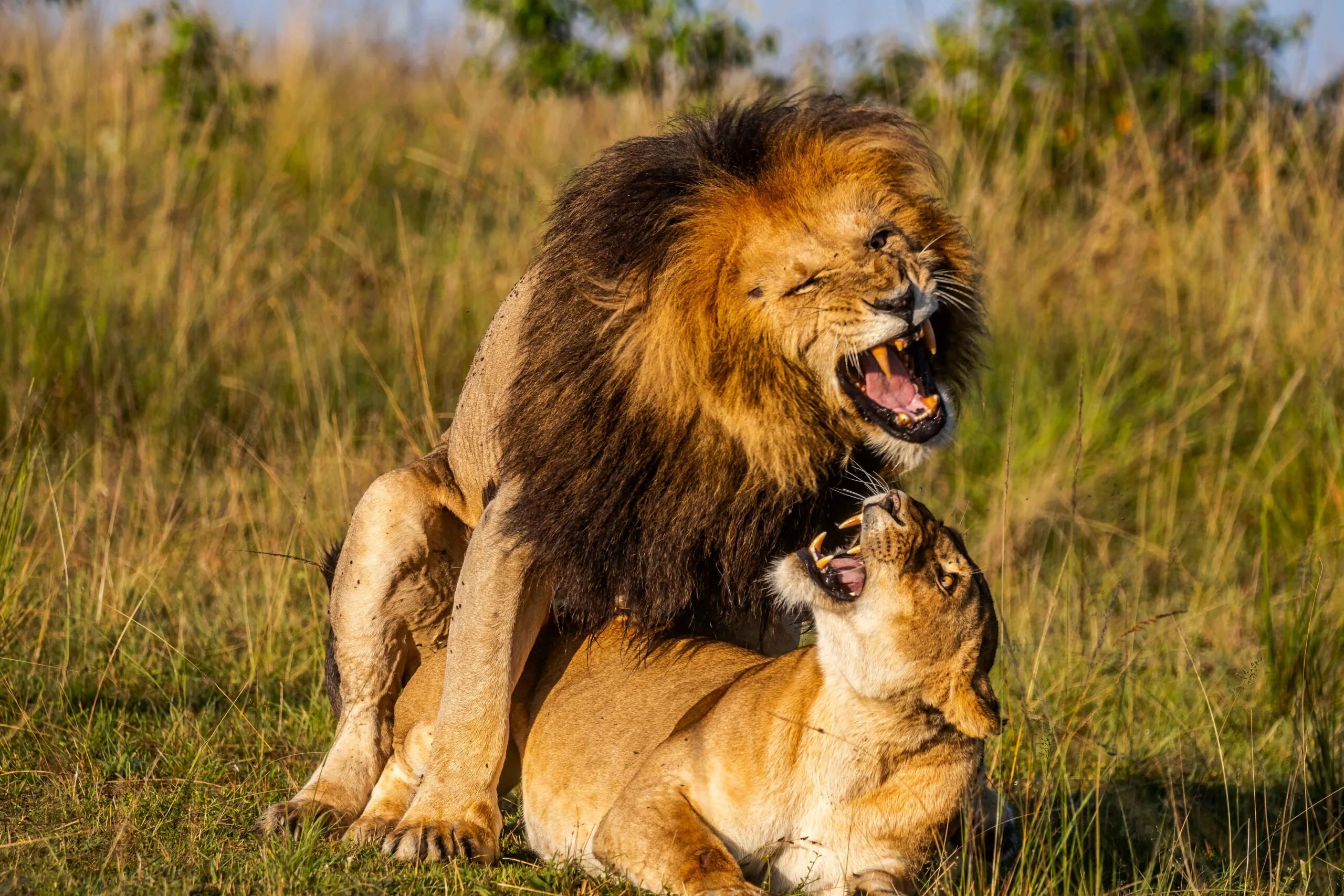 Lion pride in the Serengeti Tanzania