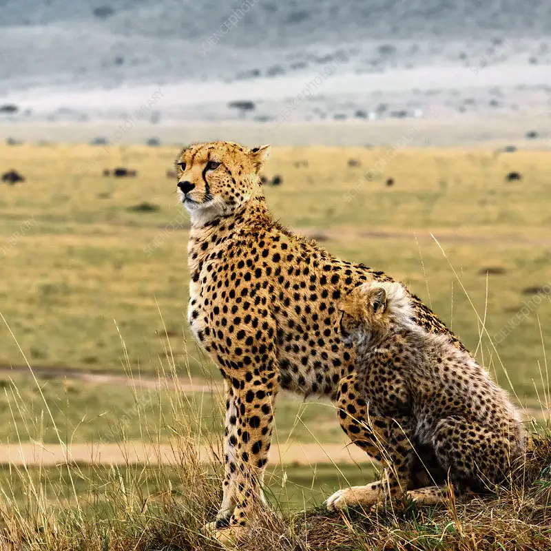 Cheetah on the open plains of Kenya