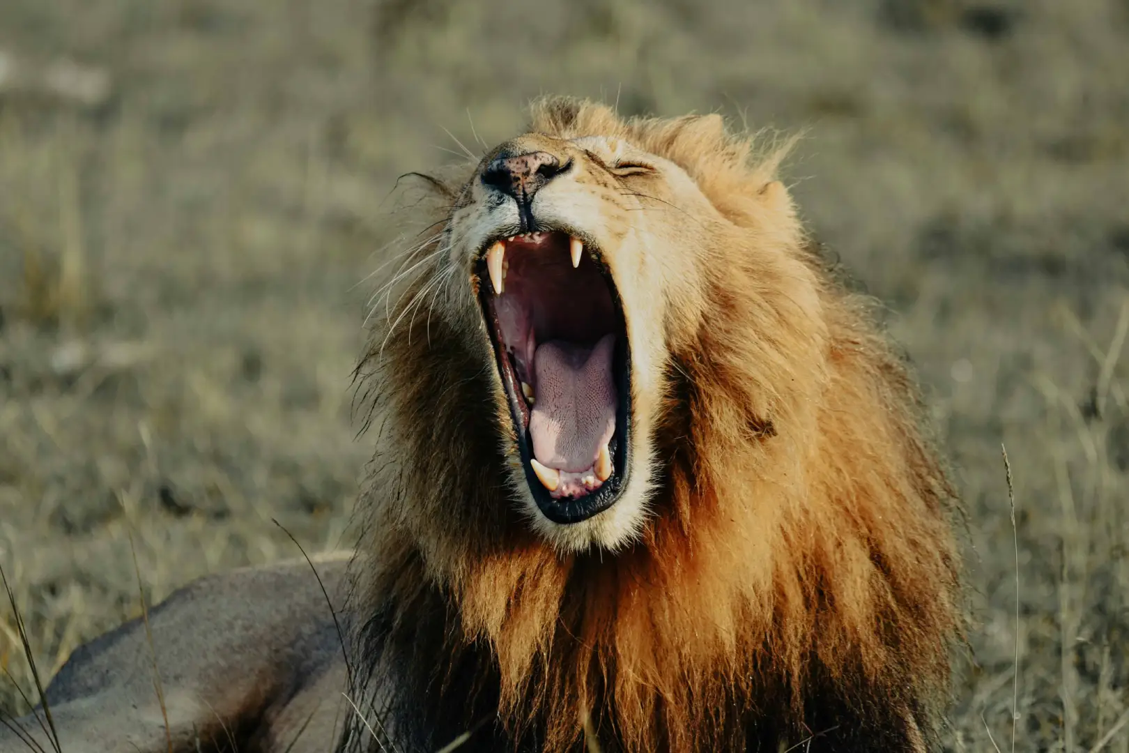 Lion pride resting in the Maasai Mara Kenya