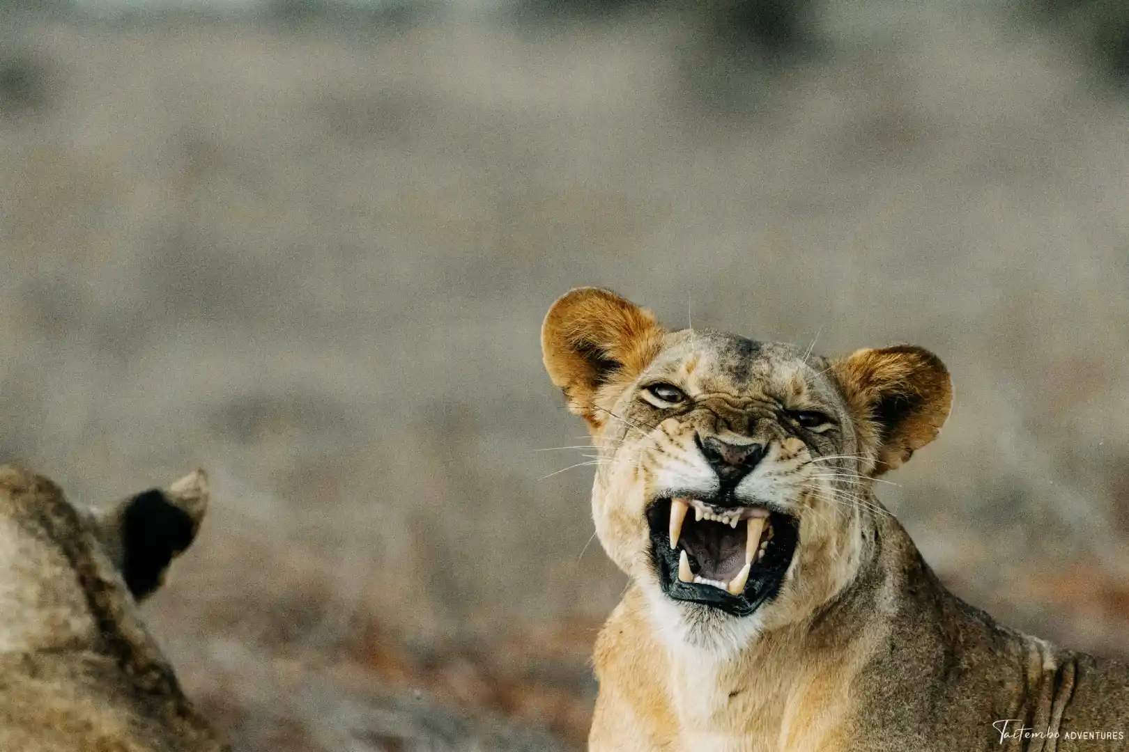 Maasai Mara plains on a Kenya day trip