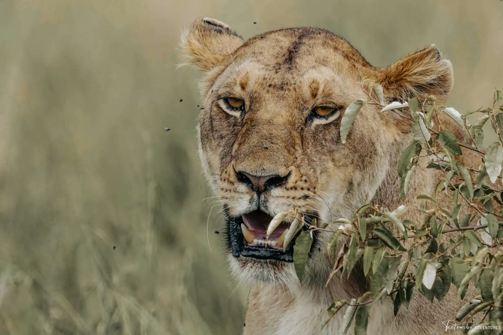 Lions on the Nairobi National Park plains