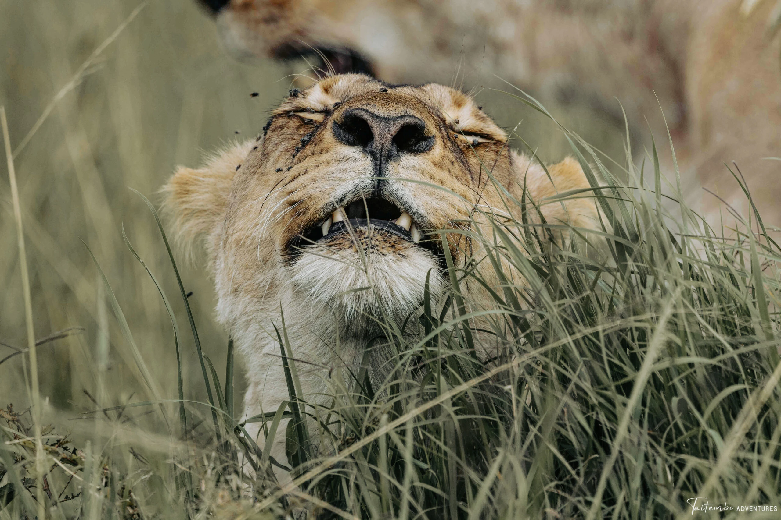 Safari journal — Taitembo Adventures travel guides