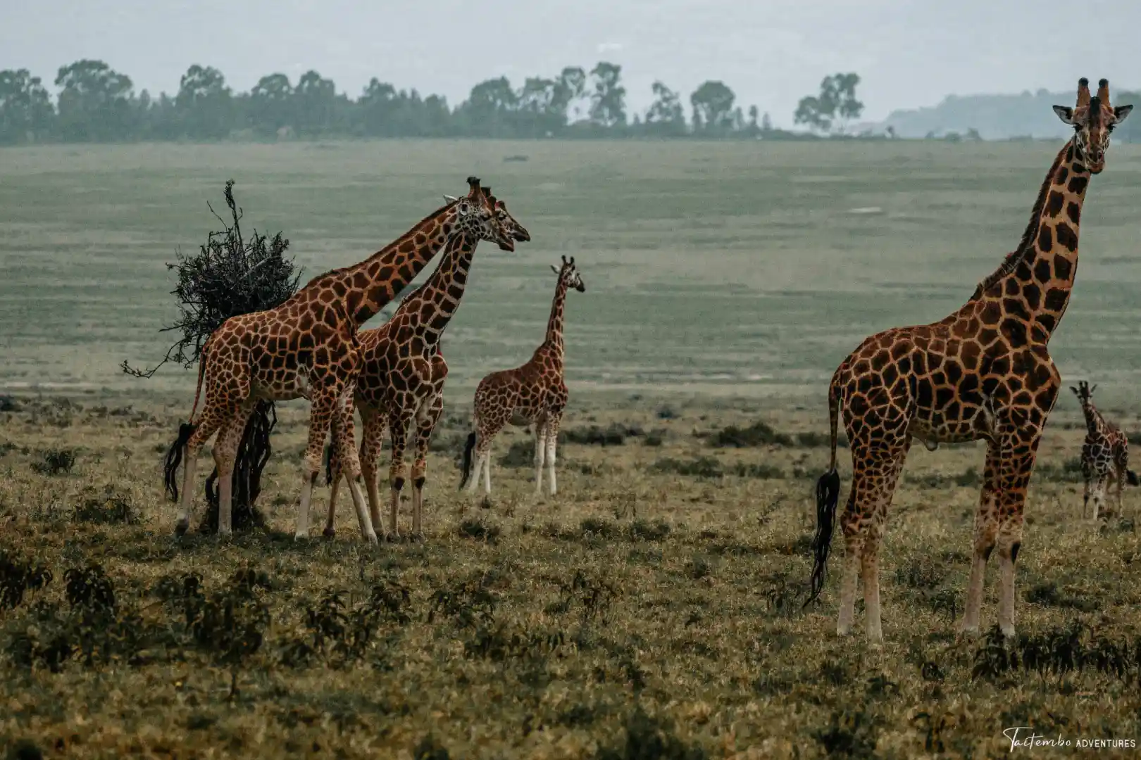 Giraffes