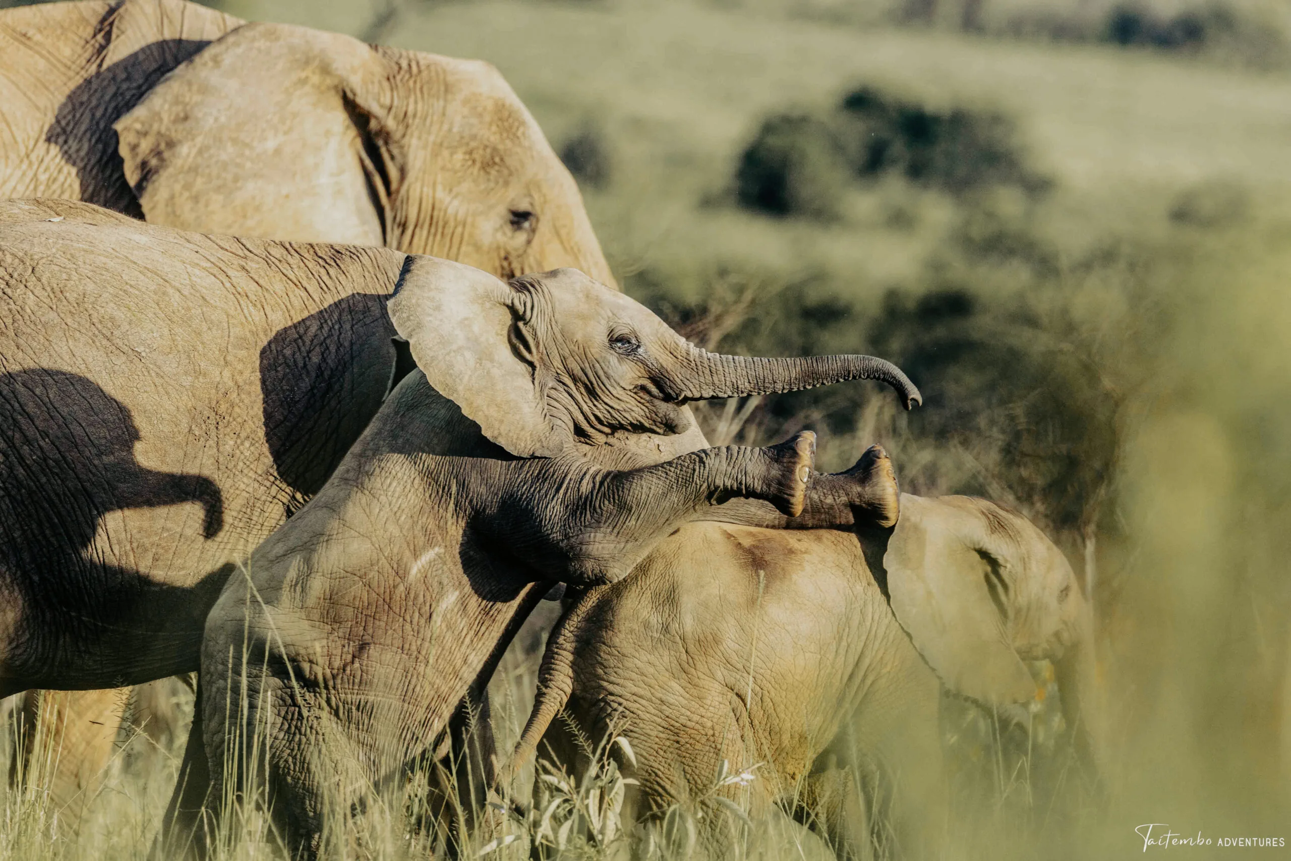 Taitembo Adventures — The East African wilderness