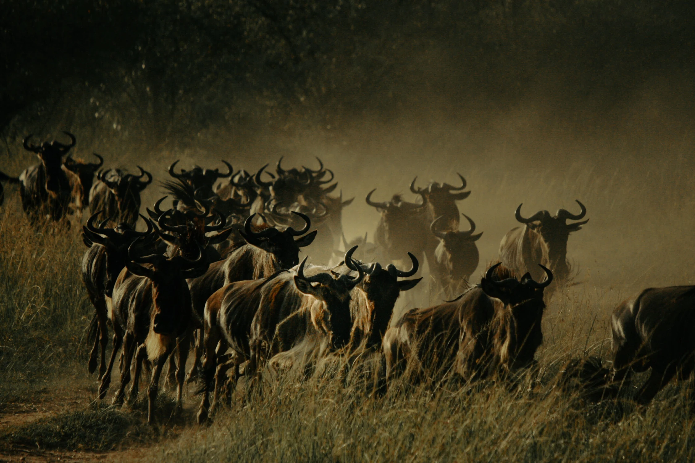 East African safari landscape — Taitembo Adventures FAQs